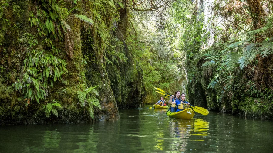 Two kayaks paddling through a gorge surrounded by native bush on Lake Karapiro near Cambridge in Waikato