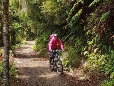Mountain biker riding through lush native forest on a Waikato trail