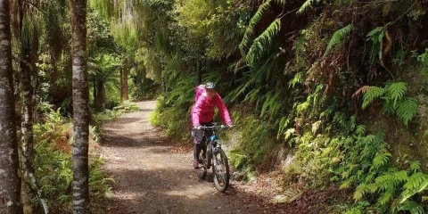 Mountain biker riding through lush native forest on a Waikato trail