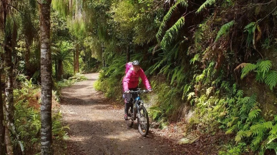Mountain biker riding through lush native forest on a Waikato trail