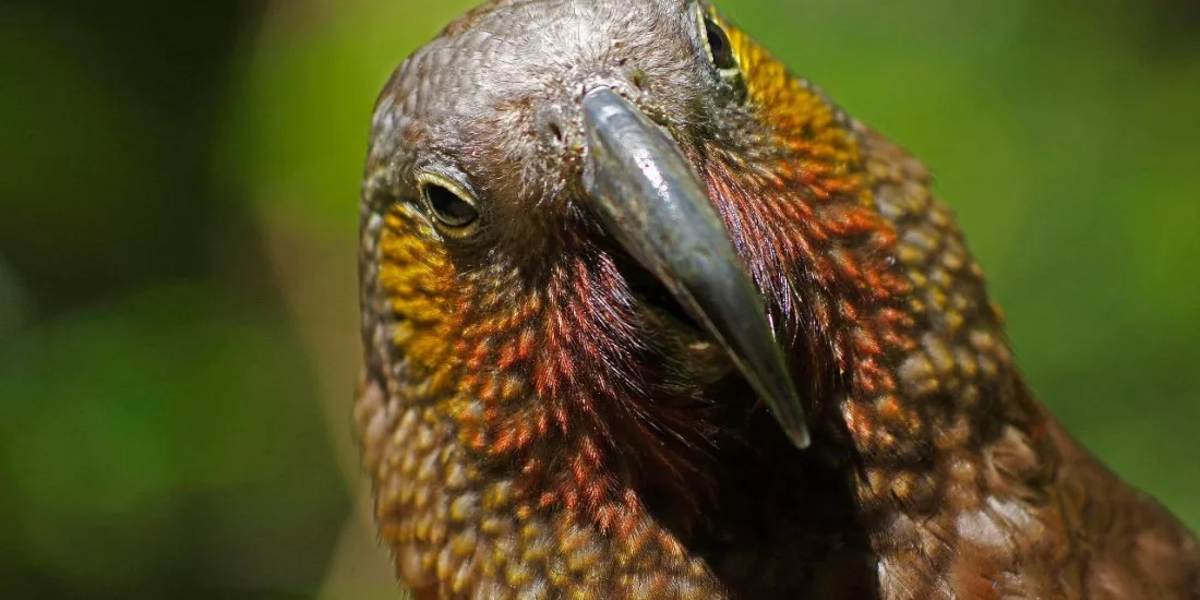 Close-up of a New Zealand kākā with vibrant feathers and a curved beak
