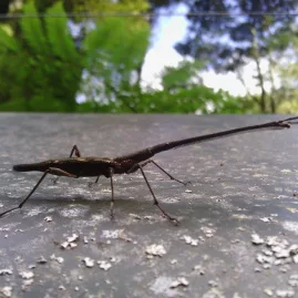 New Zealand stick insect with long tail on a textured metal surface