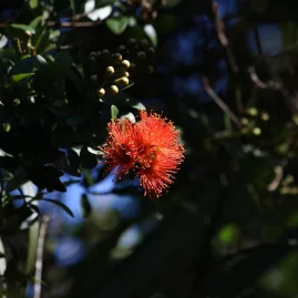 Close-up of a pōhutukawa flower blooming under summer light