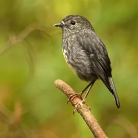 New Zealand robin perched on a branch in native bush
