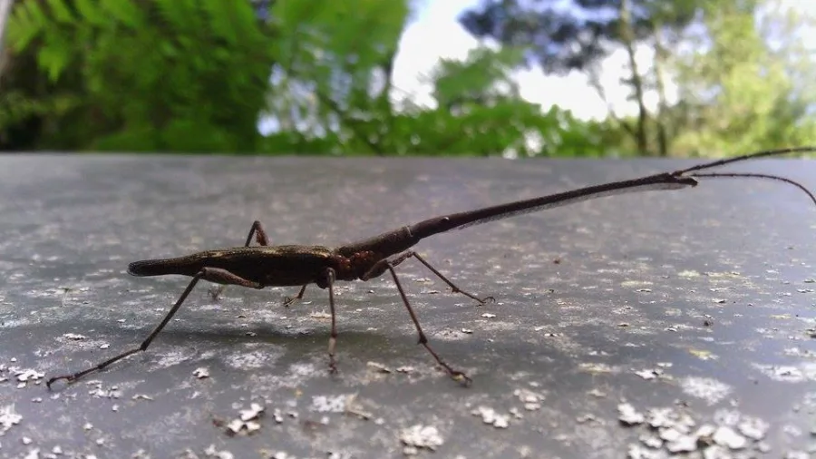 New Zealand stick insect with long tail on a textured metal surface