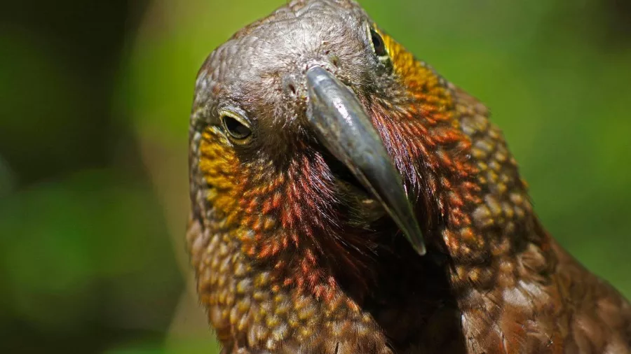 Close-up of a New Zealand kākā with vibrant feathers and a curved beak