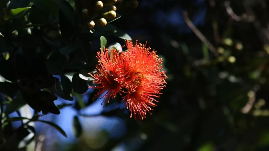 Close-up of a pōhutukawa flower blooming under summer light