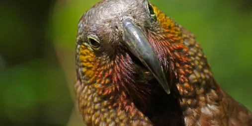 Close-up of a New Zealand kākā with vibrant feathers and a curved beak