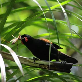 Tīeke saddleback bird at Sanctuary Mountain Maungatautari with insect prey
