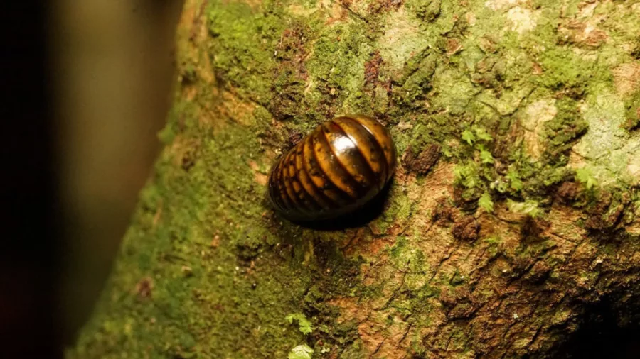 Native pill millipede curled up on a moss-covered tree trunk in New Zealand