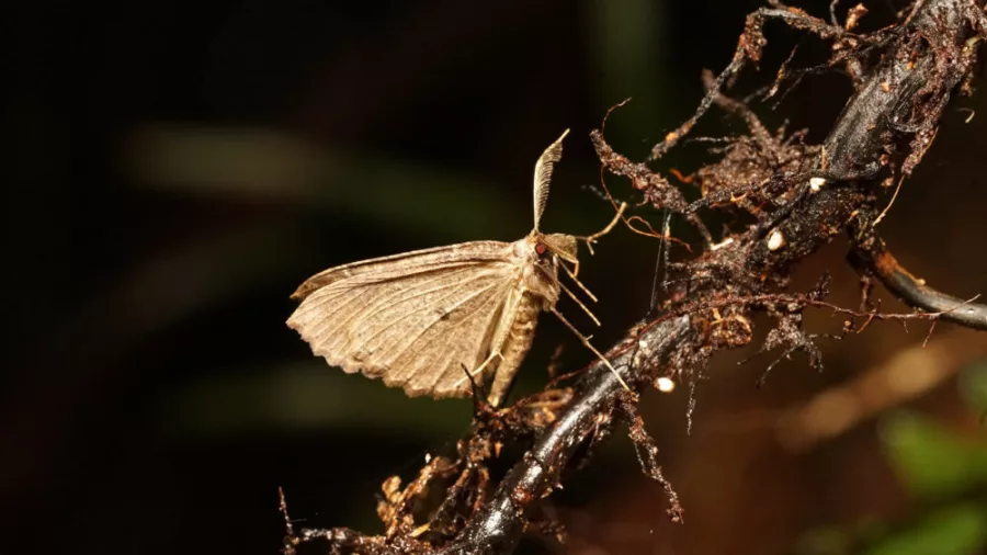 Close-up of a forest moth resting on a branch in New Zealand