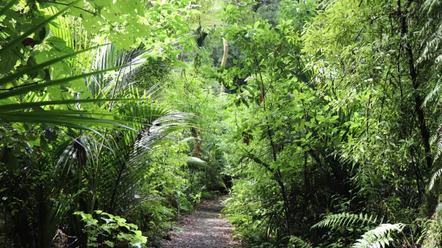 Shaded walking track surrounded by dense native forest vegetation in New Zealand