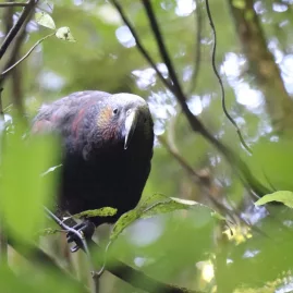 North Island kākā in native forest at Sanctuary Mountain Maungatautari