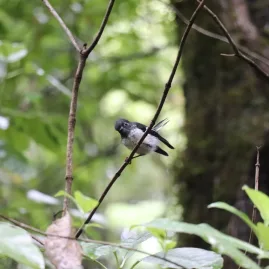 Ngirungiru tomtit perched on a thin branch in Sanctuary Mountain forest