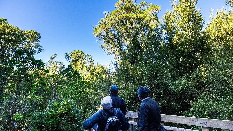 Visitors on a flora workshop walk at Sanctuary Mountain Maungatautari