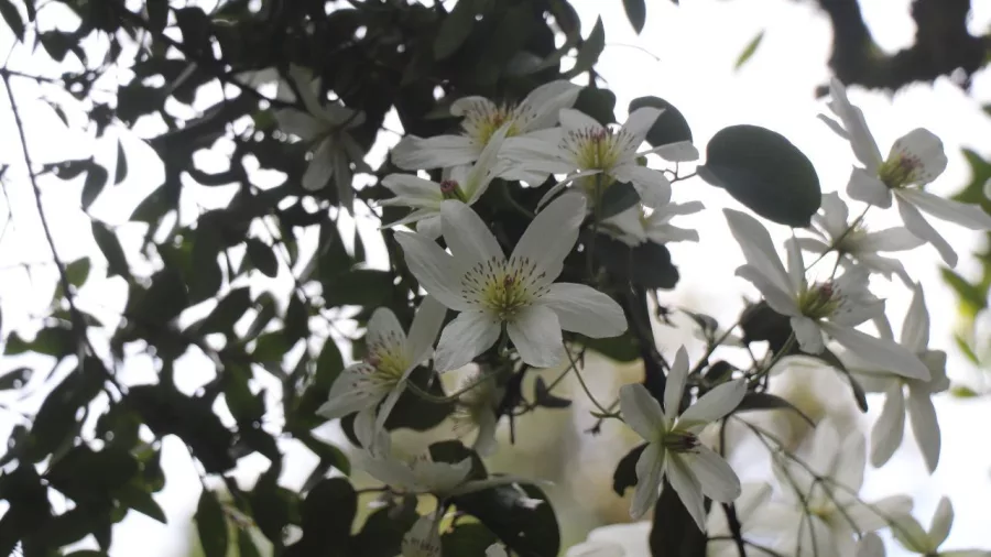 Clematis paniculata flowers blooming on kōhia vine at Sanctuary Mountain