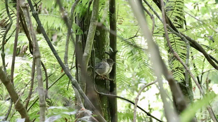 New Zealand robin perched on a tree trunk in native forest