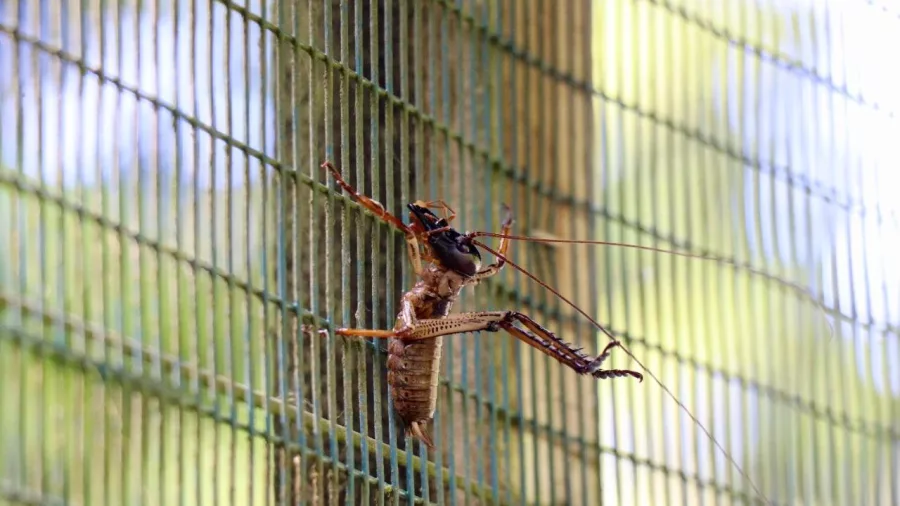 Wētā clinging to predator-proof fence at Sanctuary Mountain