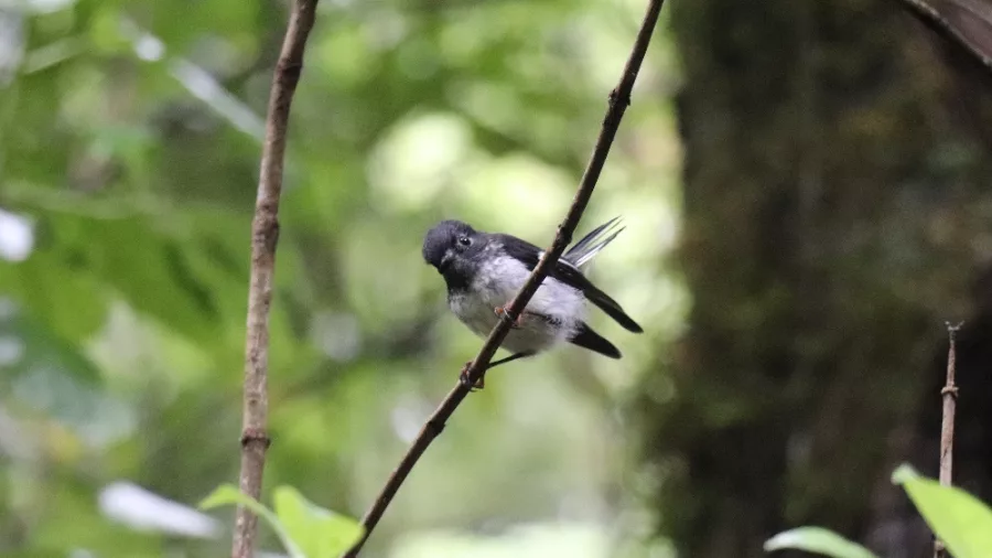 Ngirungiru tomtit perched on a thin branch in Sanctuary Mountain forest