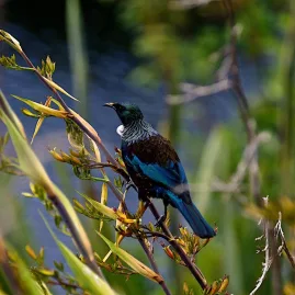 Tūī perched on a harakeke stem at Sanctuary Mountain