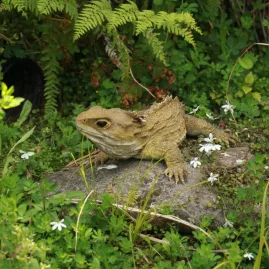 Tuatara resting on a rock surrounded by native plants at Sanctuary Mountain
