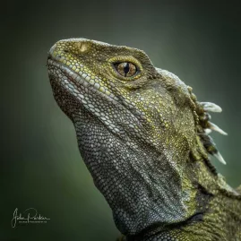 Close-up of a tuatara’s head showing detailed scales and eye