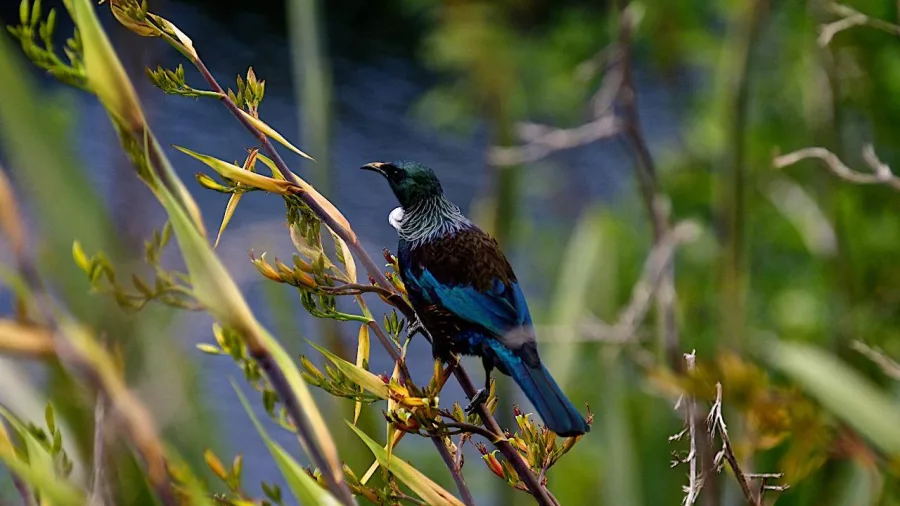 Tūī perched on a harakeke stem at Sanctuary Mountain