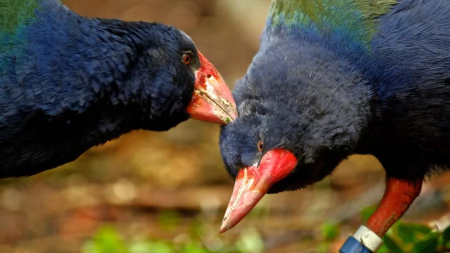 Two takahē birds touching beaks during close interaction
