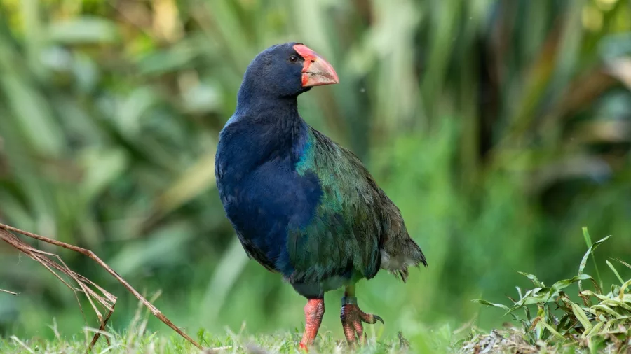 Endangered takahē standing on grass at Sanctuary Mountain