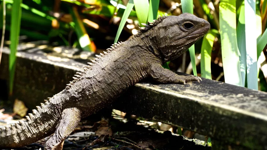 Tuatara climbing onto a ledge at Sanctuary Mountain