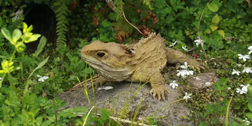 Tuatara resting on a rock surrounded by native plants at Sanctuary Mountain