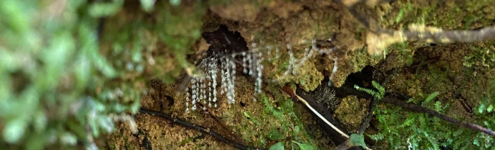 Glowworm silk strands hanging from a mossy bank at Tuatara Wetland, Sanctuary Mountain