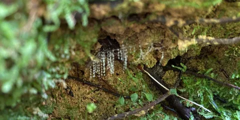 Glowworm silk strands hanging from a mossy bank at Tuatara Wetland, Sanctuary Mountain