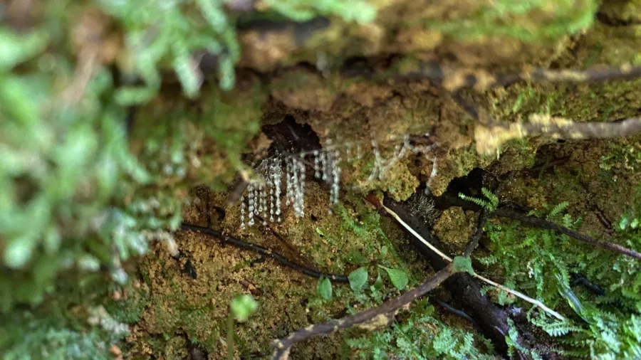 Glowworm silk strands hanging from a mossy bank at Tuatara Wetland, Sanctuary Mountain