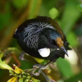 Tui bird perched on a native plant at Sanctuary Mountain, Waikato
