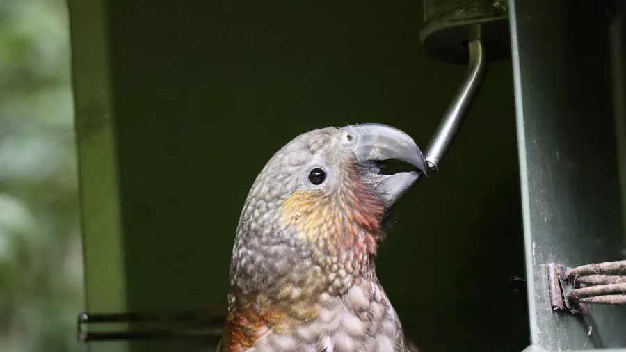 North Island kākā feeding from a custom feeder at Sanctuary Mountain Maungatautari