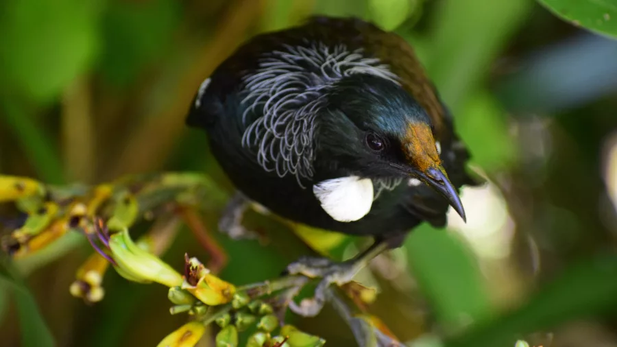 Tui bird perched on a native plant at Sanctuary Mountain, Waikato