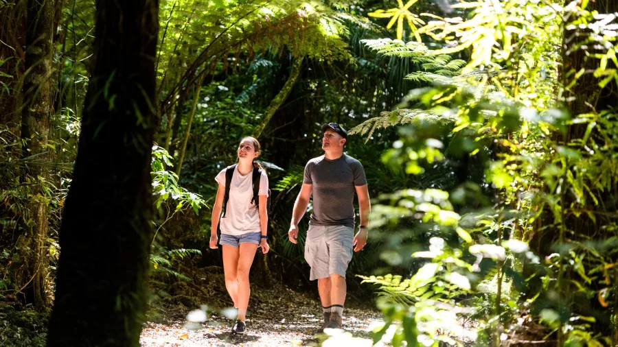 Two people walking through the forest track at Sanctuary Mountain Maungatautari in Waikato