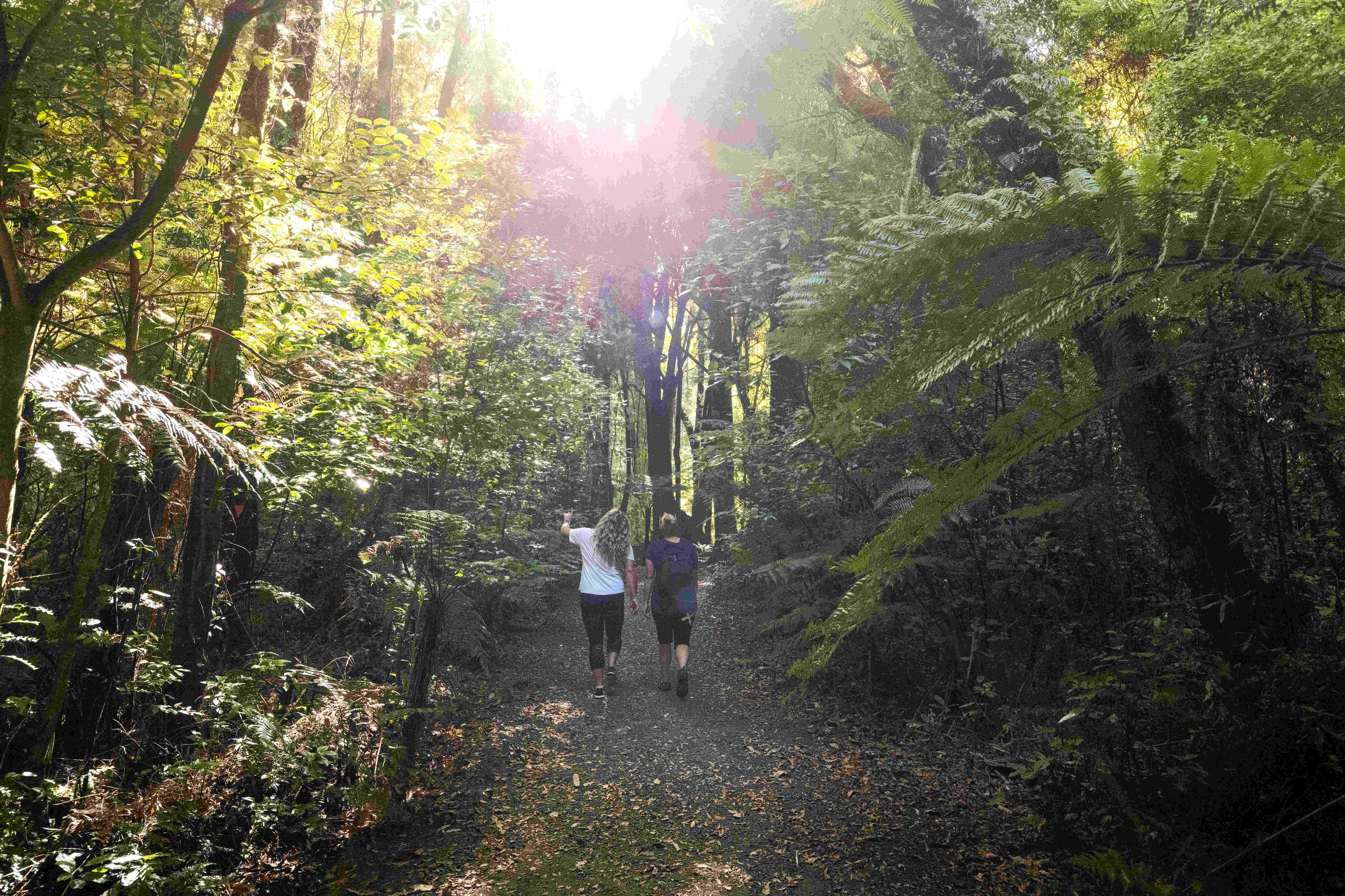 Sanctuary Mountain, Waikato: Credit: Hamilton & Waikato Tourism