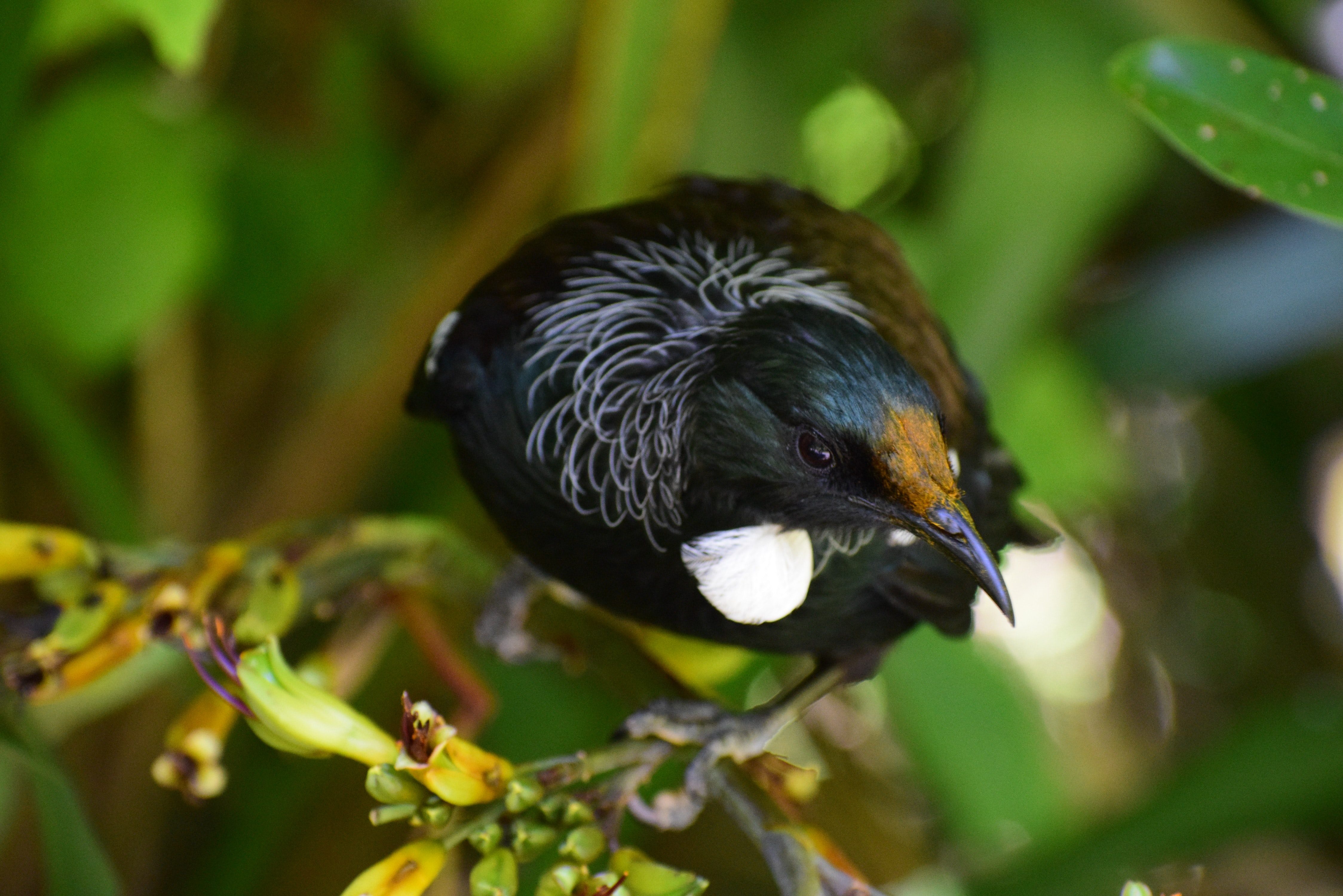 Tui at Sanctuary Mountain