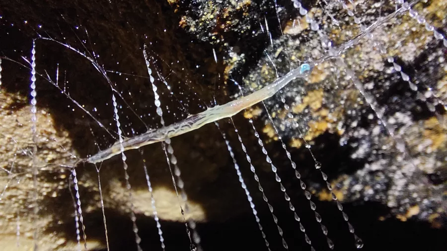 Glowworm and silk threads glistening with water droplets inside a cave