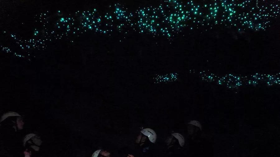 Glowworm cave ceiling in Waitomo New Zealand