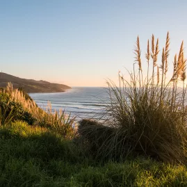 Sunset view over Raglan Beach with coastal grasses in the foreground, Waikato, New Zealand.