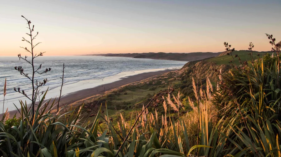 Raglan Beach in Waikato, New Zealand, at twilight with coastal plants in the foreground and waves along the shoreline.