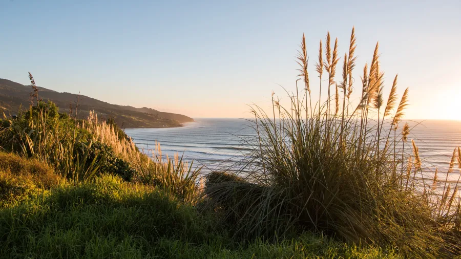 Sunset view over Raglan Beach with coastal grasses in the foreground, Waikato, New Zealand.