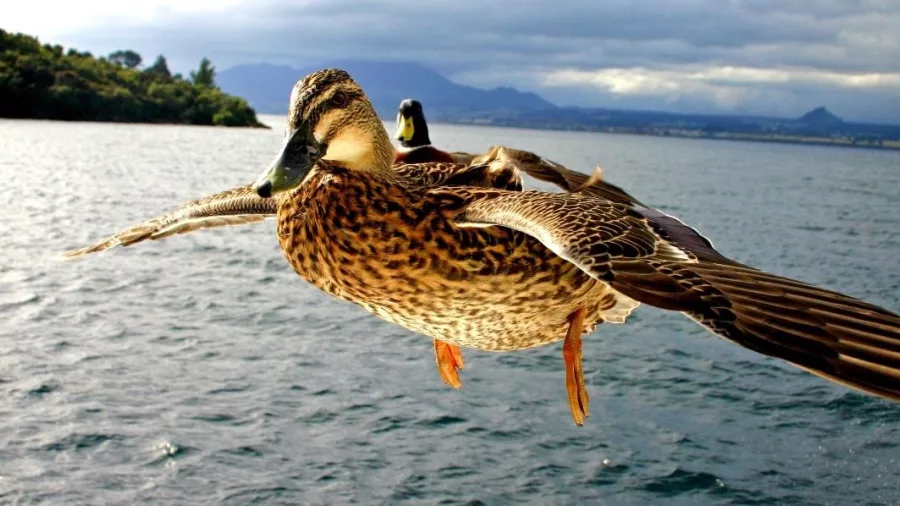 Pair of ducks flying low over Lake Taupō near the cruise boat