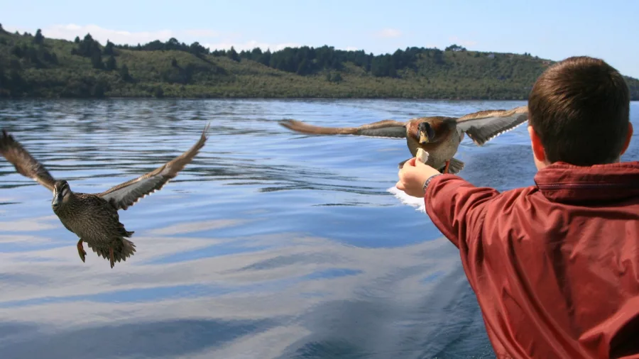 Young boy feeding ducks during Lake Taupō cruise