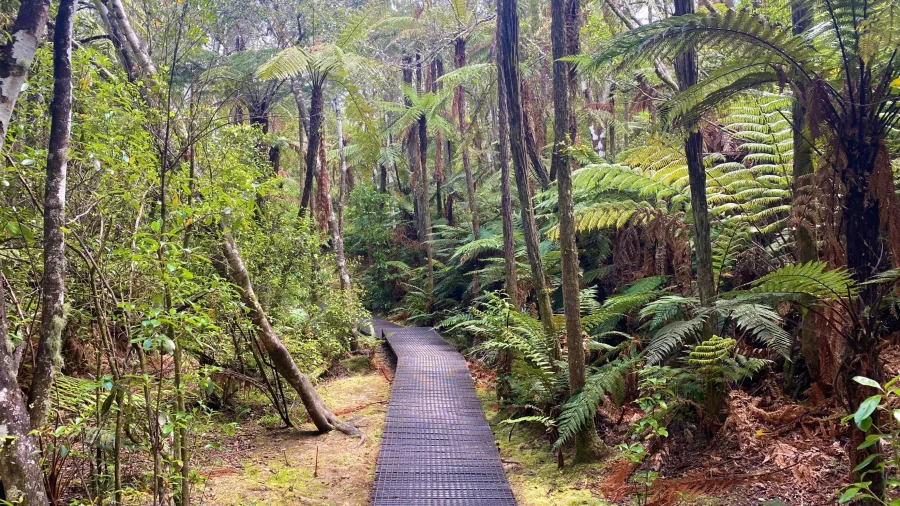 Metal boardwalk winding through lush native forest at Orakei Korako Geothermal Park