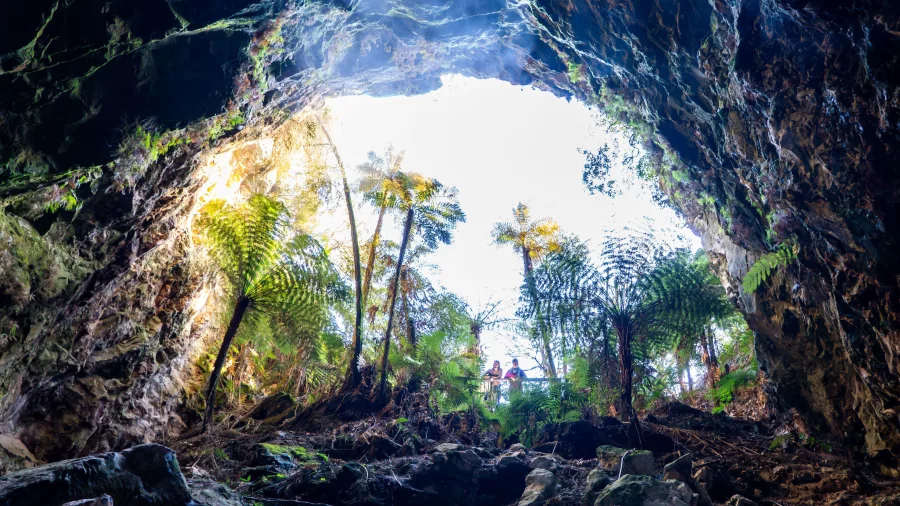 Looking up from the bottom of Ruatapu Cave at Orakei Korako, with sunlight streaming past tree ferns