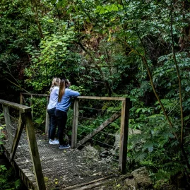 Two people standing on a small wooden bridge in the middle of a lush native bush walk in Taupō